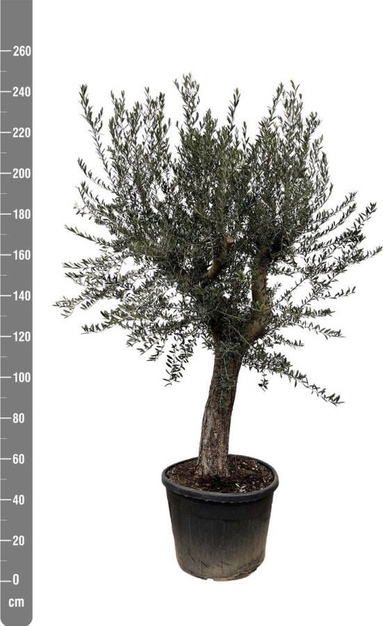 Green Bubble Olijfboom Olea Europaea Bonsai XL 250 cm stamomtrek 85-100cm