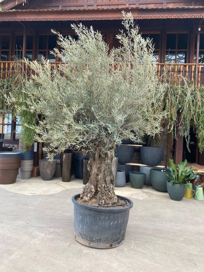 Green Bubble Olijfboom Olea Europaea Bonsai hoogte 225cm potmaat 70cm