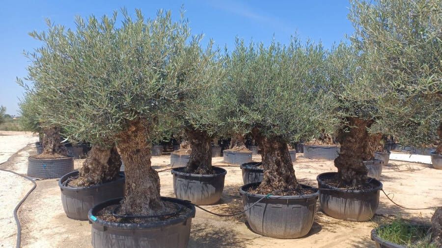 Green Bubble Olijfboom Olea Europaea Bonsai XXXXL 300 cm