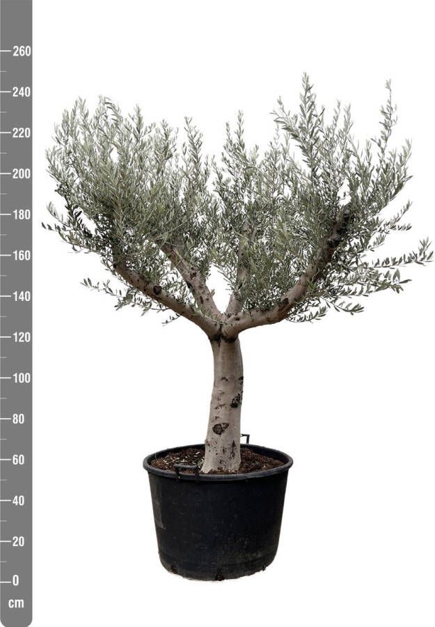 Green Bubble Olijfboom Olea Europaea Cultivo XXL 250cm stamomtrek 60-70cm