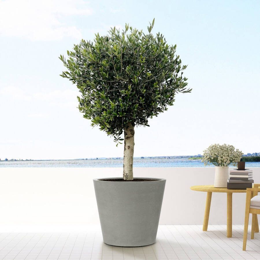 Green Bubble Olijfboom Olea Europaea Lorc 180cm stamomtrek 30-40cm