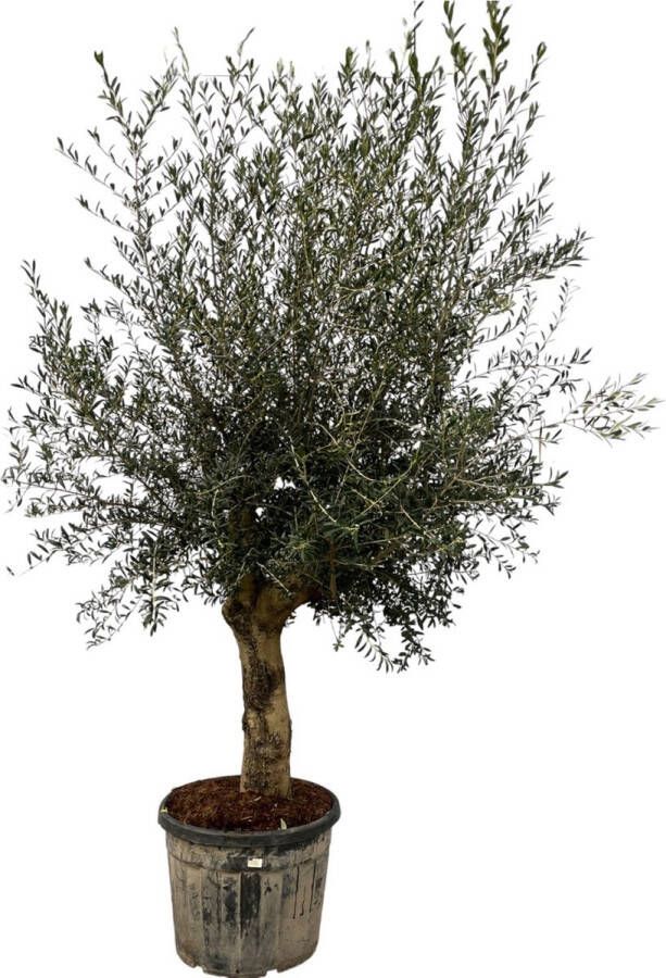Green Bubble Olijfboom Olea Europaea Lorc 260cm stamomtrek 30-40cm