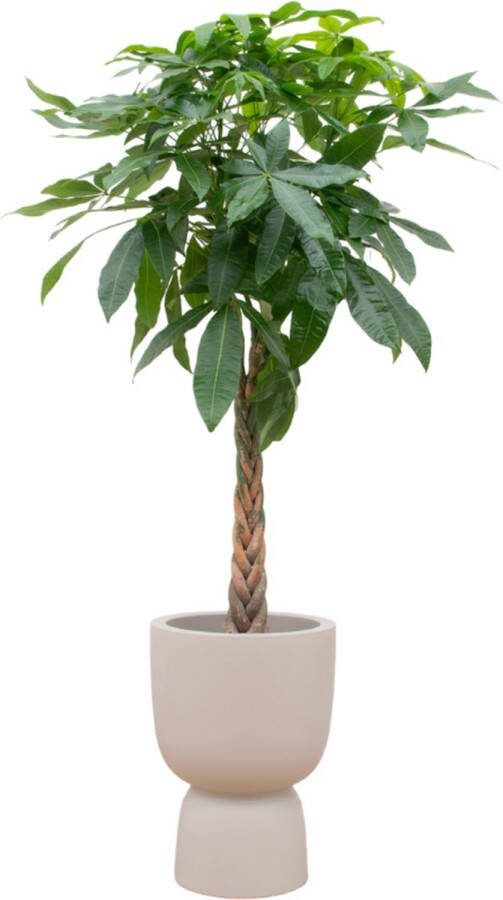 Green Bubble Pachira Aquatica inclusief elho Pure Coupe Balanced Beige Ø41 200 cm