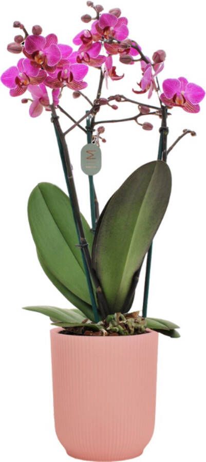 Green Bubble Perceval orchidee (3 tak Phalaenopsis) inclusief elho Vibes Orchid roze Ø12 5 70 cm