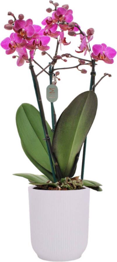 Green Bubble Perceval orchidee (3 tak Phalaenopsis) inclusief elho Vibes Orchid transparant Ø12 5 70 cm