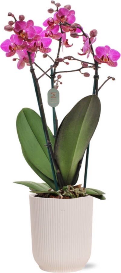 Green Bubble Perceval orchidee (3 tak Phalaenopsis) inclusief elho Vibes Orchid wit Ø12 5 70 cm