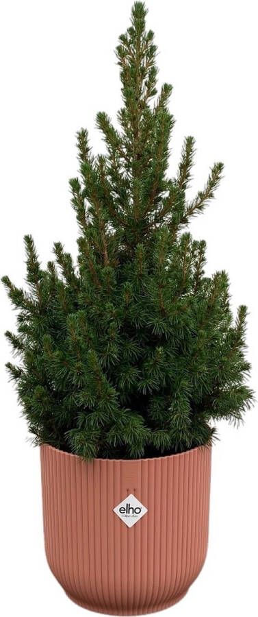 Green Bubble Picea Glauca (kerstboom) inclusief elho Vibes Fold Round roze Ø22 60 cm