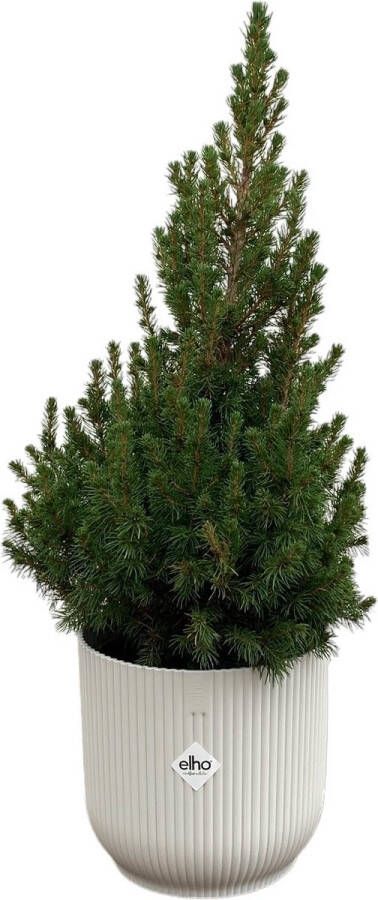 Green Bubble Picea Glauca (kerstboom) inclusief elho Vibes Fold Round wit Ø22 60 cm