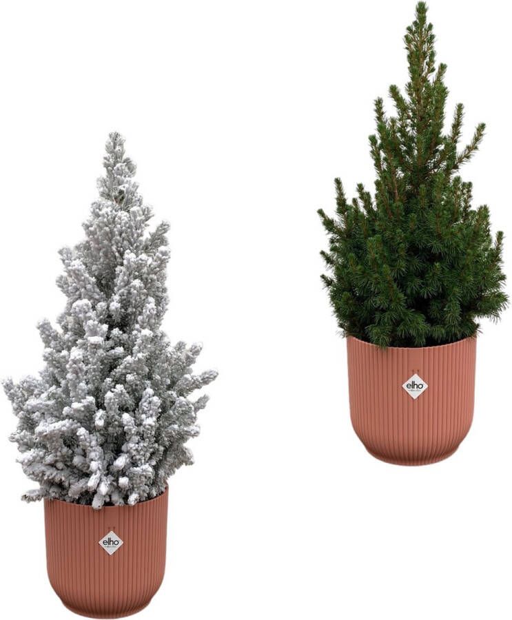 Green Bubble Picea Glauca (kerstboom) + Picea Glauca met sneeuw (kerstboom) inclusief 2x elho Vibes Fold Rond roze Ø22 60cm