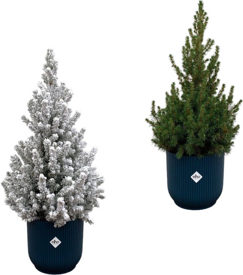 Green Bubble Picea Glauca (kerstboom) + Picea Glauca met sneeuw (kerstboom) inclusief 2x elho Vibes Fold Rond blauw Ø22 60cm