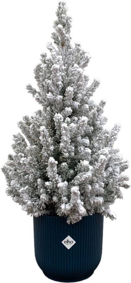Green Bubble Picea Glauca met sneeuw (kerstboom) inclusief elho Vibes Fold Round blauw Ø22 60 cm