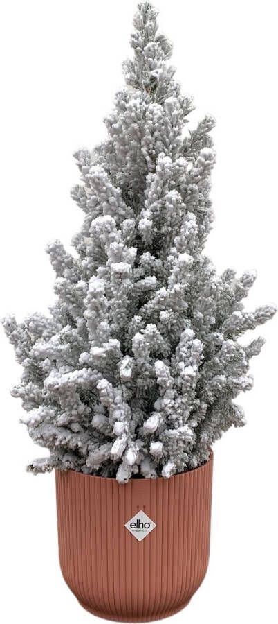 Green Bubble Picea Glauca met sneeuw (kerstboom) inclusief elho Vibes Fold Round roze Ø22 60 cm