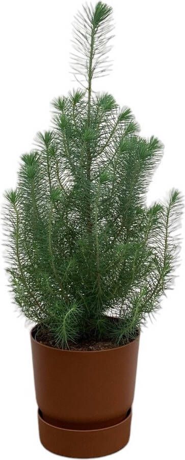 Green Bubble Pinus Pinea 'Silver Crest' inclusief elho Greenville Round bruin Ø18 50 cm
