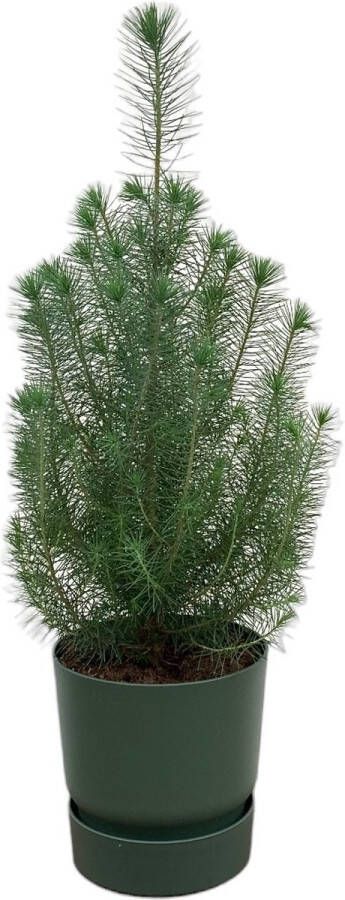Green Bubble Pinus Pinea 'Silver Crest' inclusief elho Greenville Round groen Ø18 50 cm