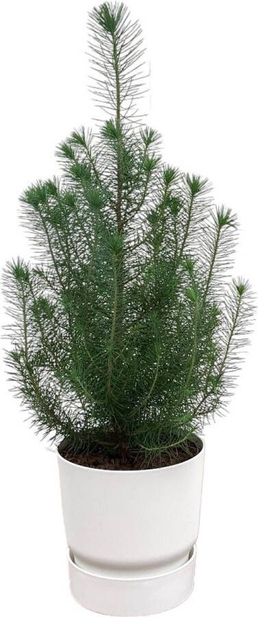 Green Bubble Pinus Pinea 'Silver Crest' inclusief elho Greenville Round wit Ø18 50 cm