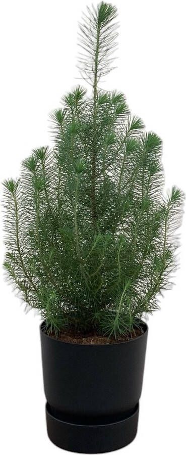 Green Bubble Pinus Pinea 'Silver Crest' inclusief elho Greenville Round zwart Ø18 50 cm