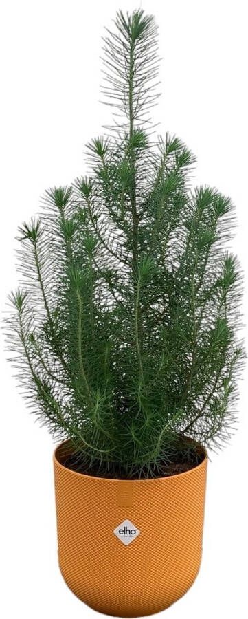 Green Bubble Pinus Pinea 'Silver Crest' inclusief elho Jazz Rond geel Ø19 50 cm