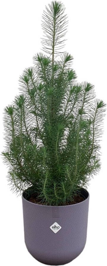 Green Bubble Pinus Pinea 'Silver Crest' inclusief elho Jazz Rond lila Ø19 50 cm