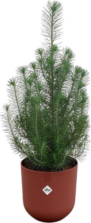 Green Bubble Pinus Pinea 'Silver Crest' inclusief elho Jazz Rond rood Ø19 50 cm