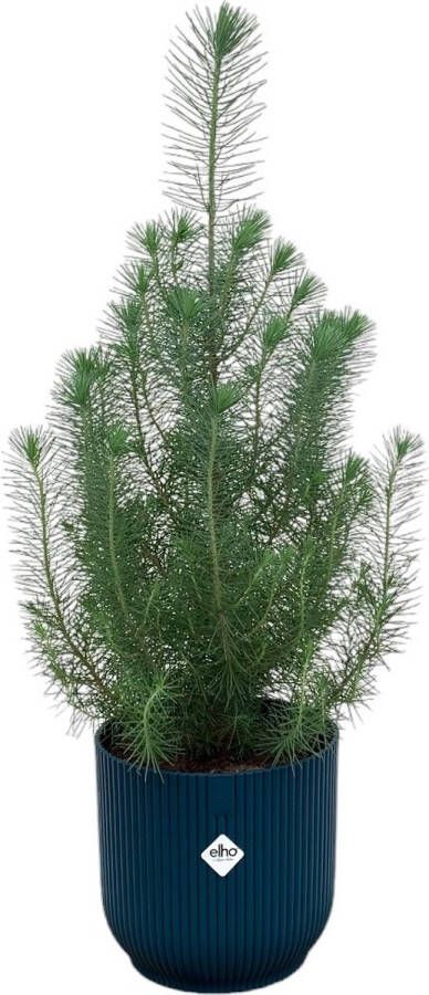 Green Bubble Pinus Pinea 'Silver Crest' inclusief elho Vibes Fold Round blauw Ø18 50 cm