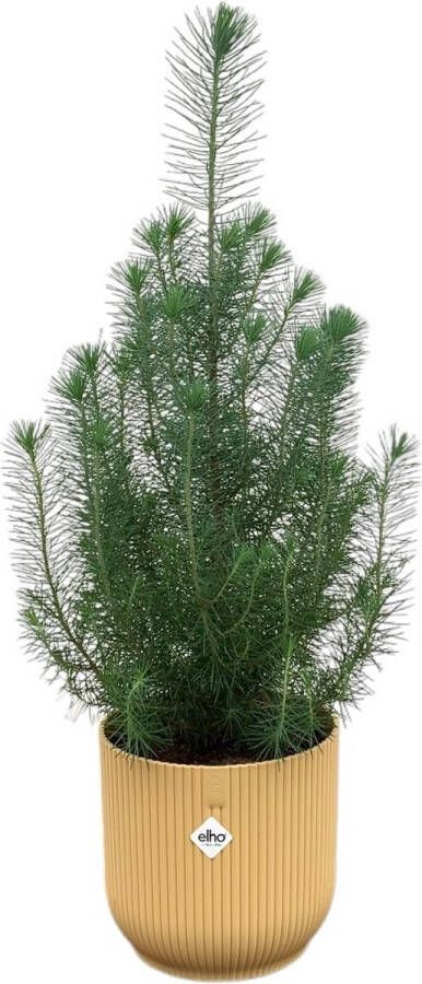 Green Bubble Pinus Pinea 'Silver Crest' inclusief elho Vibes Fold Round geel Ø18 50 cm