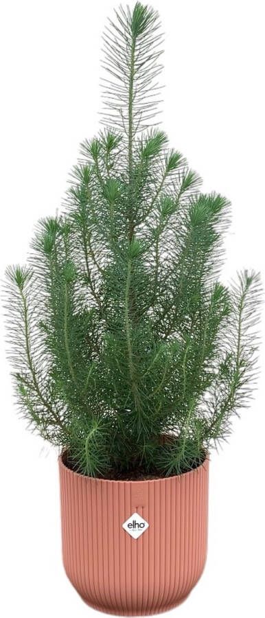 Green Bubble Pinus Pinea 'Silver Crest' inclusief elho Vibes Fold Round roze Ø18 50 cm