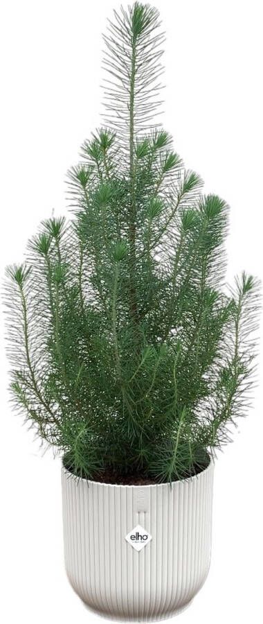 Green Bubble Pinus Pinea 'Silver Crest' inclusief elho Vibes Fold Round wit Ø18 50 cm
