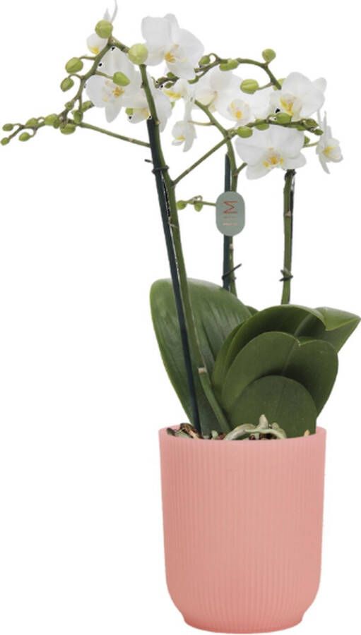 Green Bubble Snowflake orchidee (3 tak Phalaenopsis) inclusief elho Vibes Orchid roze Ø12 5 70 cm