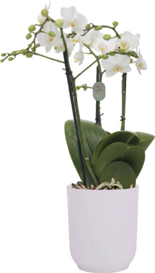 Green Bubble Snowflake orchidee (3 tak Phalaenopsis) inclusief elho Vibes Orchid transparant Ø12 5 70 cm