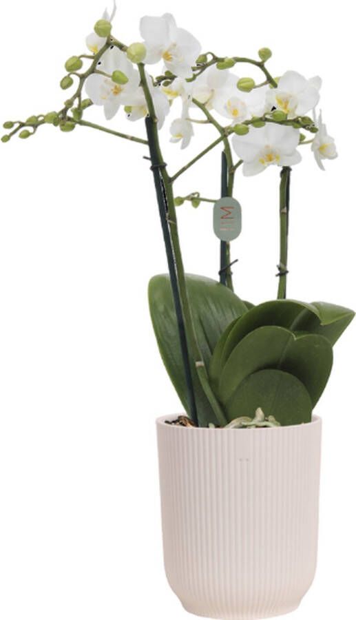Green Bubble Snowflake orchidee (3 tak Phalaenopsis) inclusief elho Vibes Orchid wit Ø12 5 70 cm