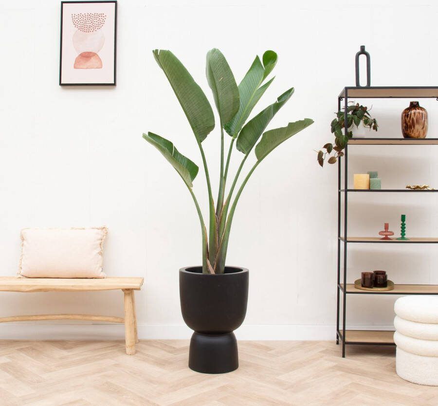 Green Bubble Strelitzia Augusta inclusief elho Pure Coupe beige Ø41 210 cm