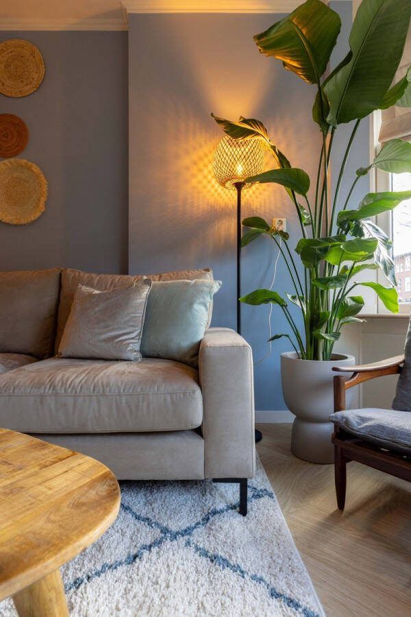 Green Bubble Strelitzia Nicolai inclusief elho Pure Coupe Balanced Beige Ø35 190cm
