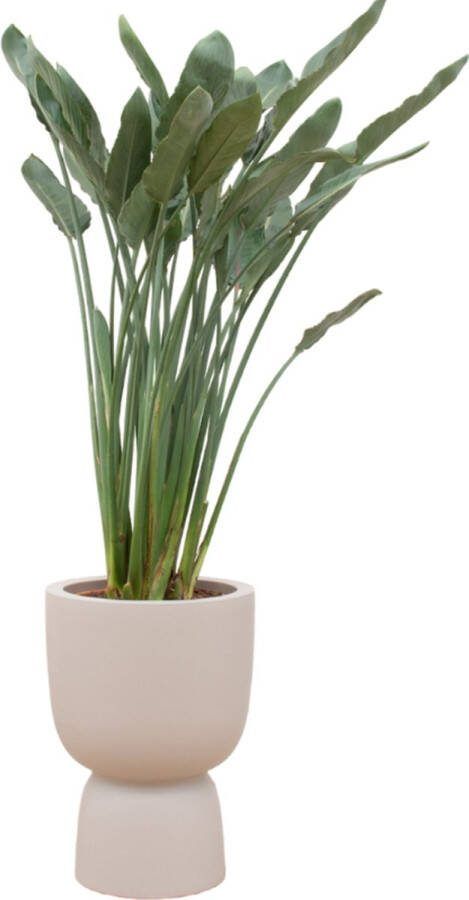 Green Bubble Strelitzia Reginae inclusief elho Pure Coupe Balanced Beige Ø41 190 cm
