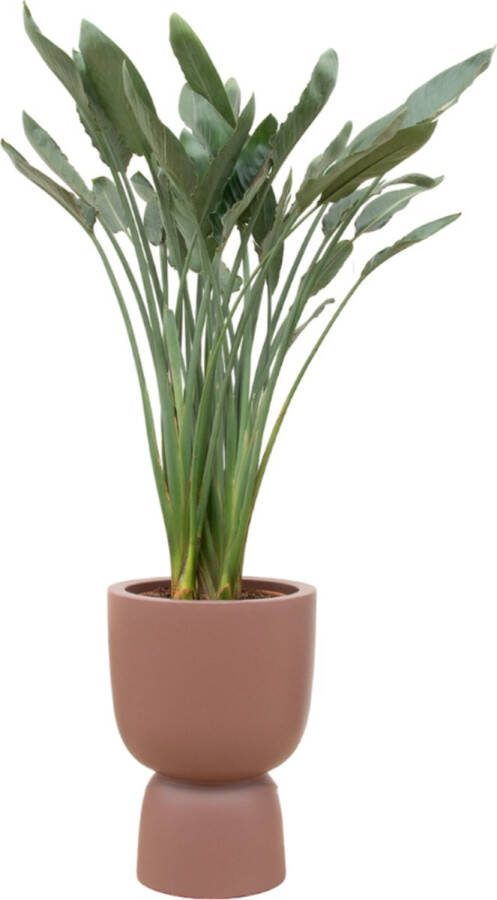 Green Bubble Strelitzia Reginae inclusief elho Pure Coupe Rosy Brown Ø41 190 cm