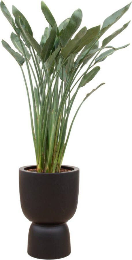 Green Bubble Strelitzia Reginae inclusief elho Pure Coupe zwart Ø41 190 cm