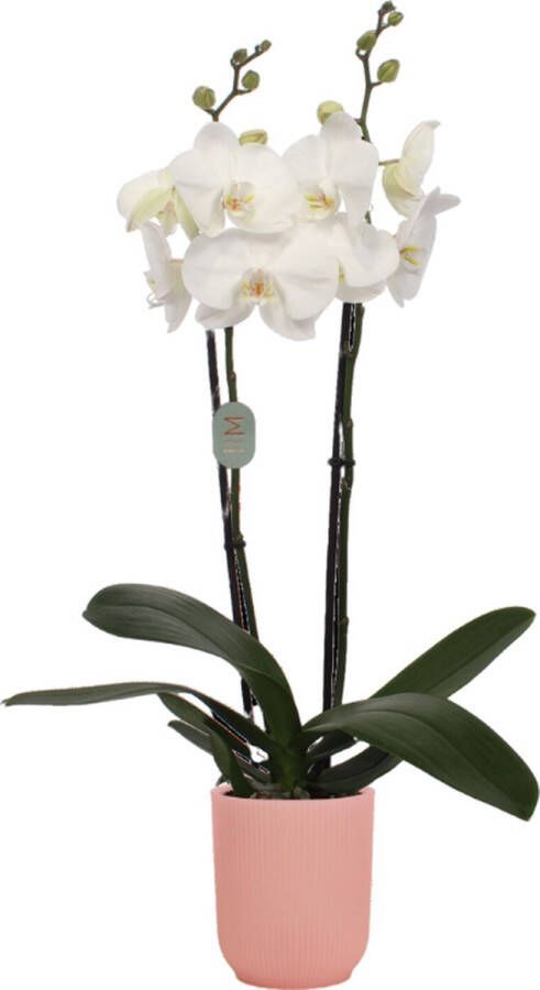 Green Bubble White orchidee (2 tak Phalaenopsis) inclusief elho Vibes Orchid roze Ø12 5 50 cm