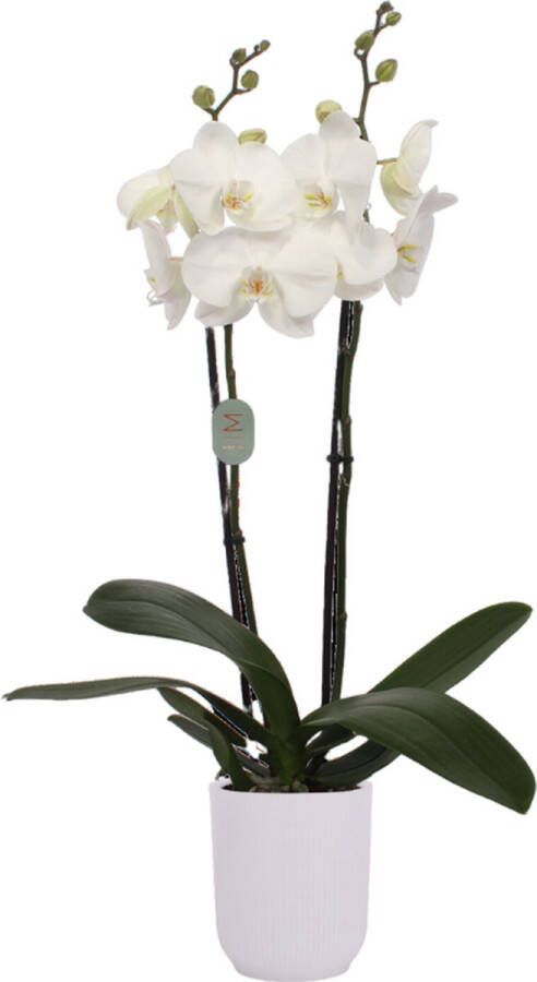 Green Bubble White orchidee (2 tak Phalaenopsis) inclusief elho Vibes Orchid transparant Ø12 5 50 cm