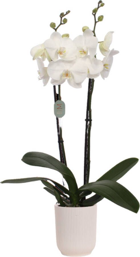 Green Bubble White orchidee (2 tak Phalaenopsis) inclusief elho Vibes Orchid wit Ø12 5 50 cm