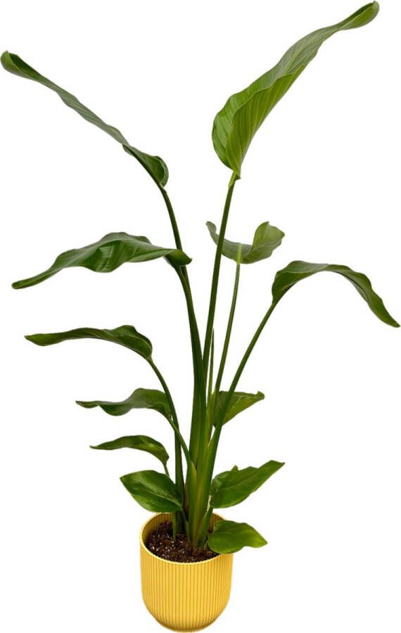 Green Harmony Trendyplants Strelitzia Nicolai inclusief elho Vibes Fold Round geel 100 cm Ø18cm