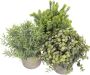 GreenDream Kunstplanten set met 3 Kleine kunstplanten 20 cm Cadeautip - Thumbnail 3