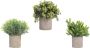 GreenDream Kunstplanten set met 3 Kleine kunstplanten 20 cm Cadeautip - Thumbnail 2
