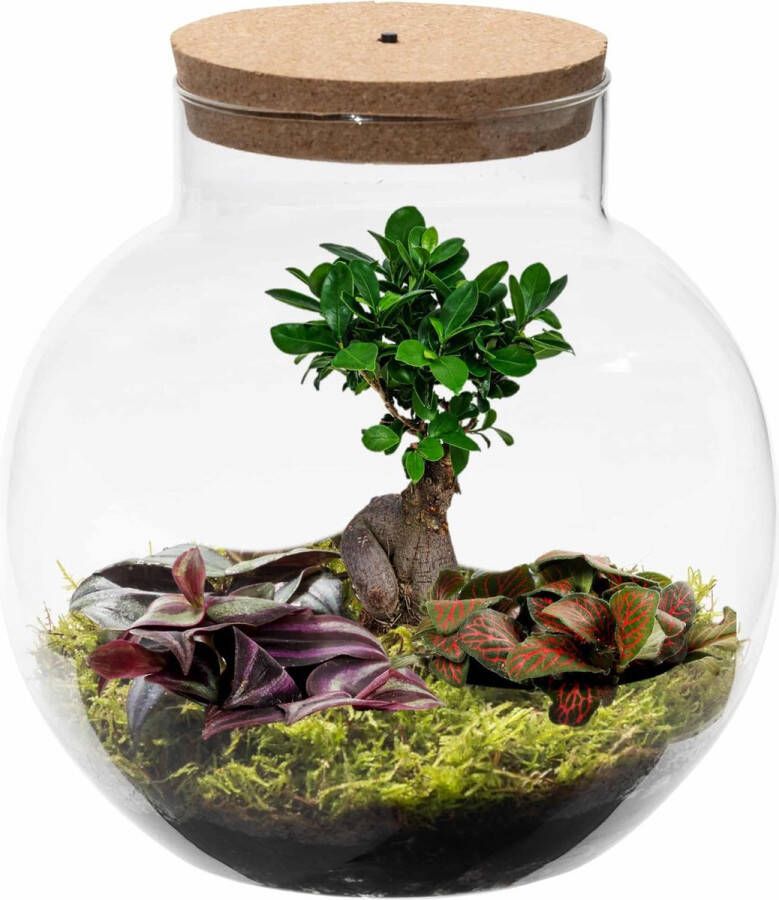 Vdvelde.com Ecosysteem plant in glas met lamp Ecoworld Bonsai Biodome Planten Terrarium 1 Bonsai en 2 Gekleurde Terrarium Planten Bolvormig glas Hoogte 25 cm