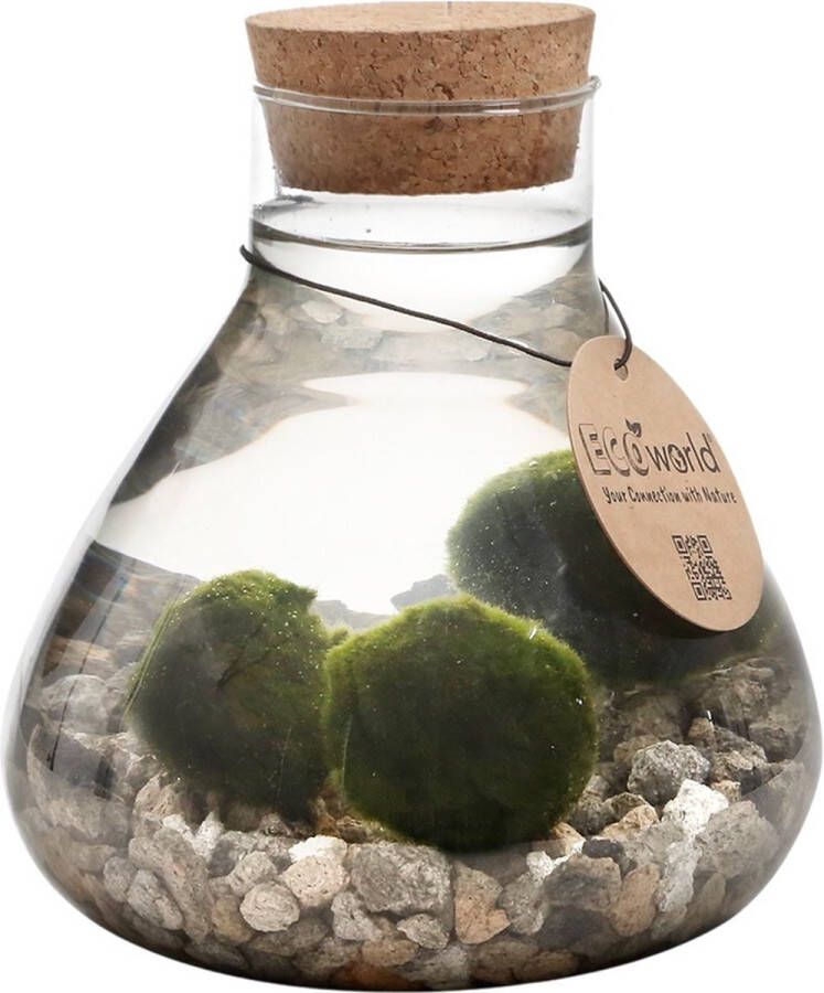 Vdvelde.com Mosbal aquarium Marimo Mini Piramide met Mosballen Inclusief Kurk met ledverlichting Mosbol 3 stuks Ecosysteem in fles Piramide glas Ø 16 5 H 20 cm