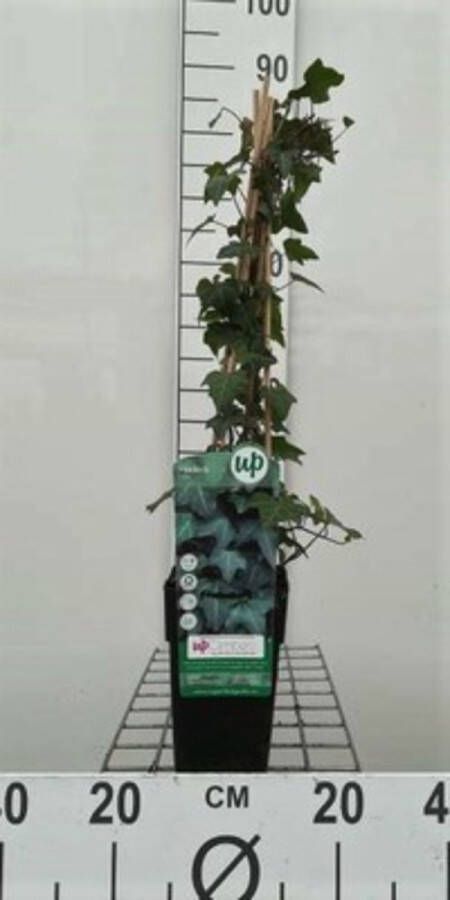 Groendecor Tuinarchitectuur HEDERA HELIX 50- 60 cm in pot klimop klimplant groenblijvend