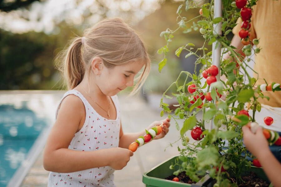 Gusta Garden Tomaten Kweekbak kweekset met waterreservoir & klimsteun Tom Tomato (donkergroen)