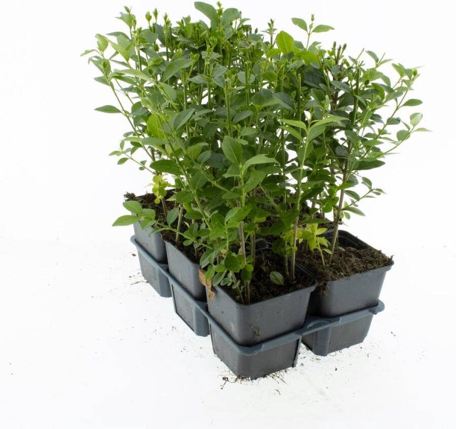 Haagplant en Ligustrum 12 Stuks 2 strekkende meter Ligustrum ovalifolium P9 Plant Tuinplant