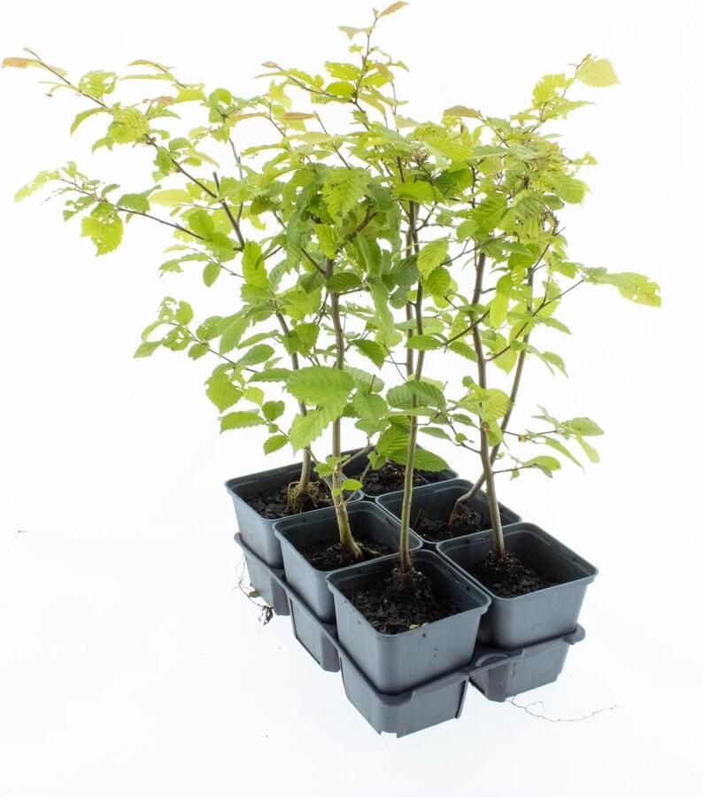 Haagplant Haagbeuk 2 Strekkende Meter 12 Stuks Carpinus betulus P9 Plant Tuinplant