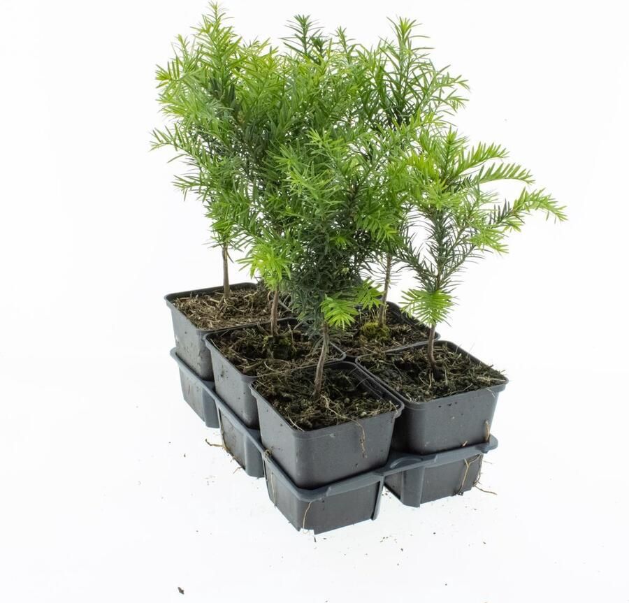 Haagplant Venijnboom 2 Strekkende Meter 12 Stuks P9 Taxus baccata Plant Tuinplant