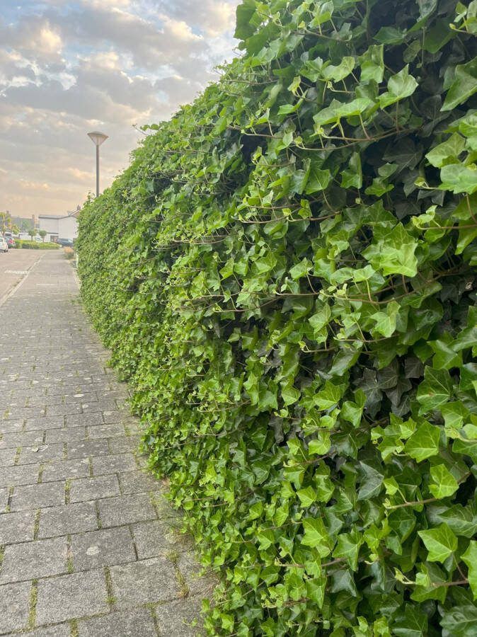 Haagplant Ierse Klimop 12 Stuks 50 cm met stok Hedera hibernica P9 Plant Tuinplant