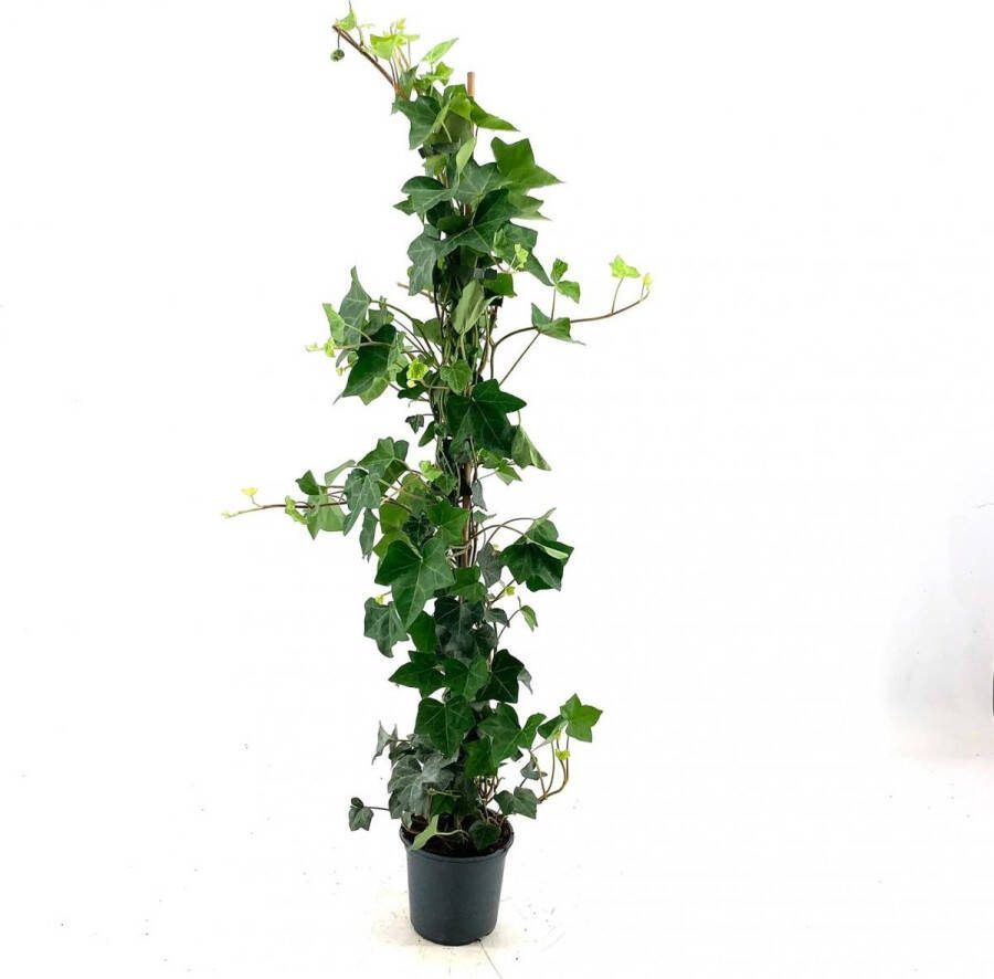 Haagplant Ierse Klimop 80-100 cm 6 Stuks 1 Strekkende Meter Hedera hibernica P13 Plant Tuinplant